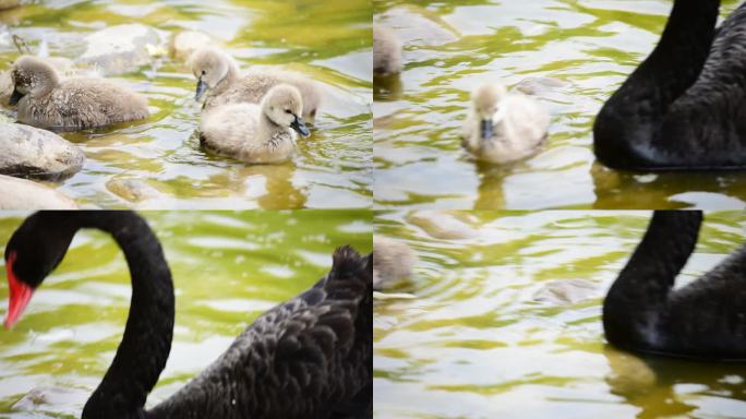 北京野生动物园-天鹅与宝宝