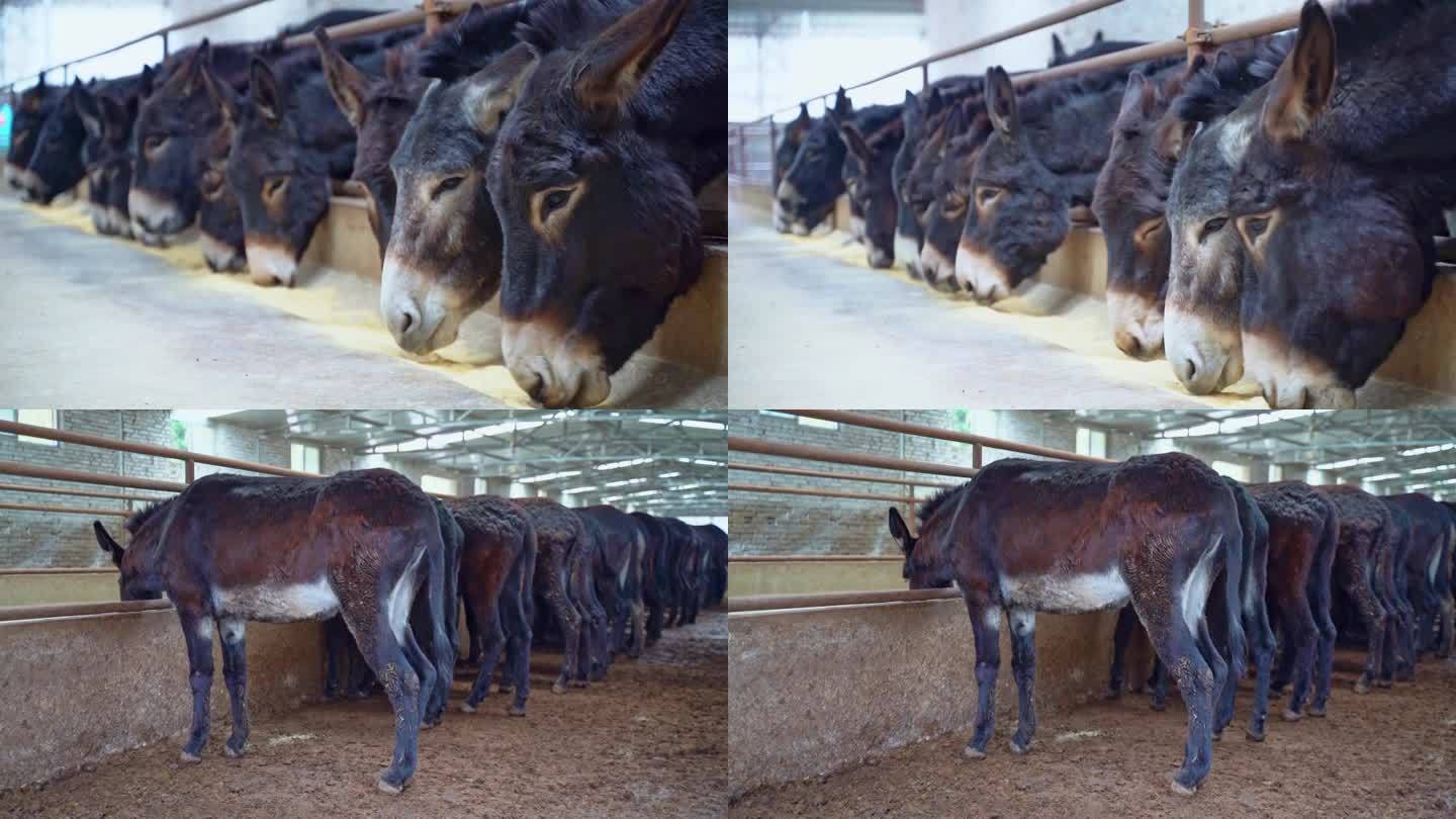 商洛市黑毛驴生驴养殖场