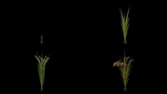 水稻生长动画完整过程3D