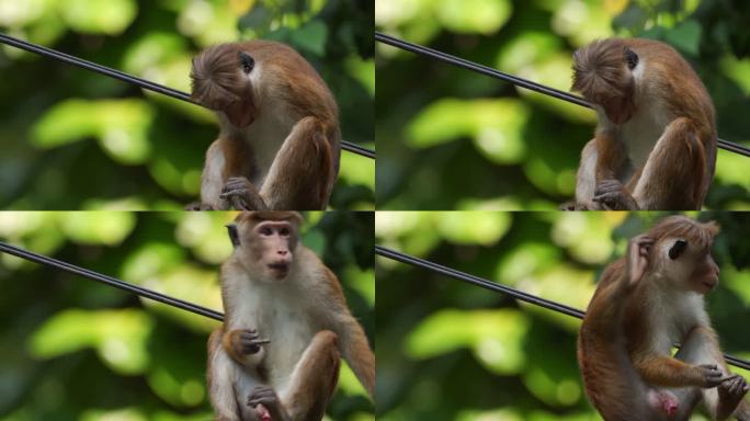 来自斯里兰卡的野生触摸猕猴