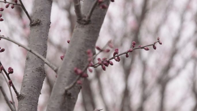 春 榆叶梅花骨朵儿