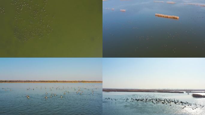 大群豆雁在湖面上