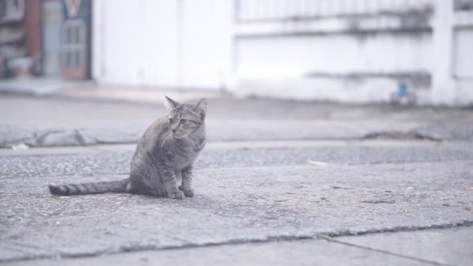 在街上，有一只托比猫。寻找某物