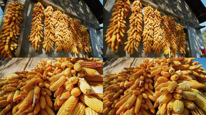 包谷玉米农业丰收粮食乡村振兴