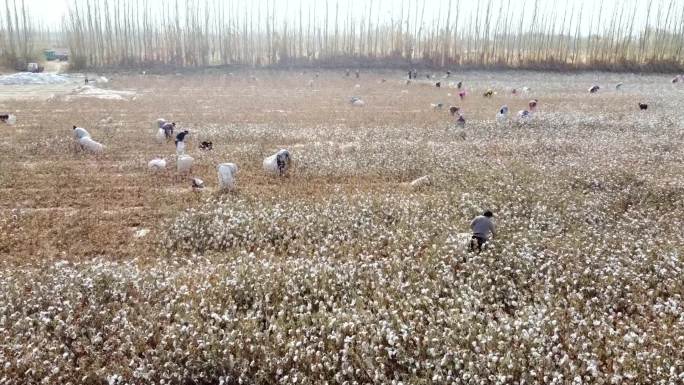 航拍新疆棉花丰收人工手采棉花视频