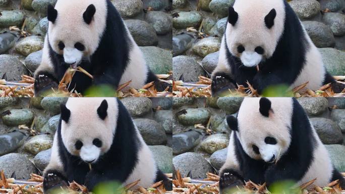 吃大熊猫大熊猫吃竹笋竹叶动物园保护动物