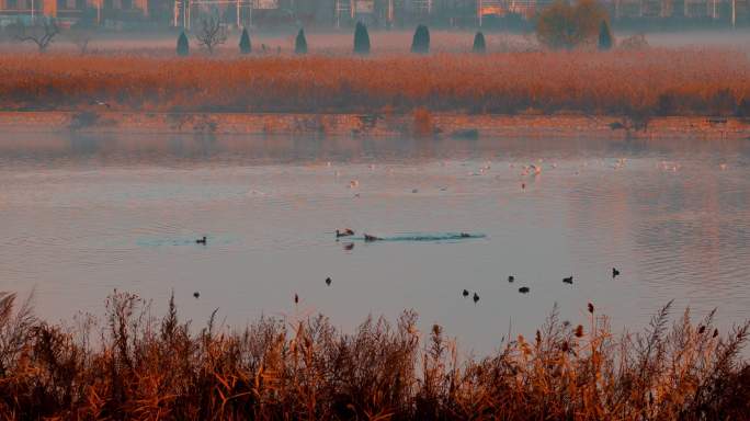 清晨雾气笼罩湿地自然保护区候鸟栖息3