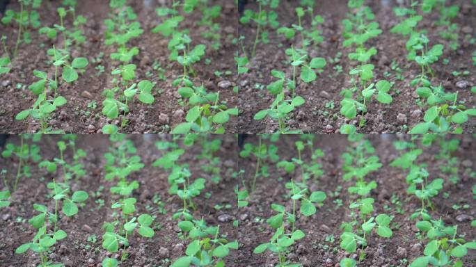 慢镜头微风与细雨中茁壮生长的豌豆苗农田