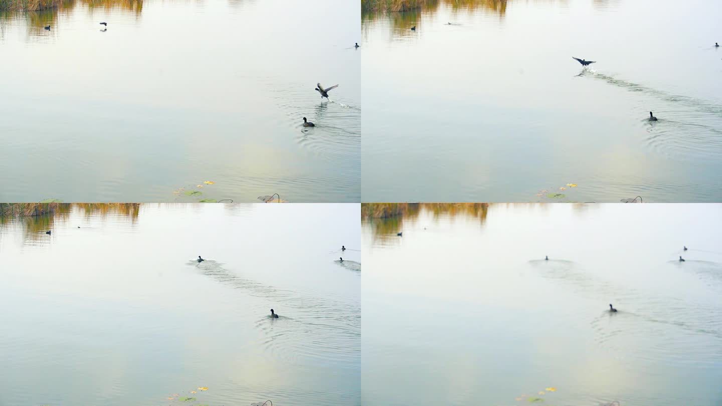 秋天国家湿地公园湖面野鸭，生态自然，人文