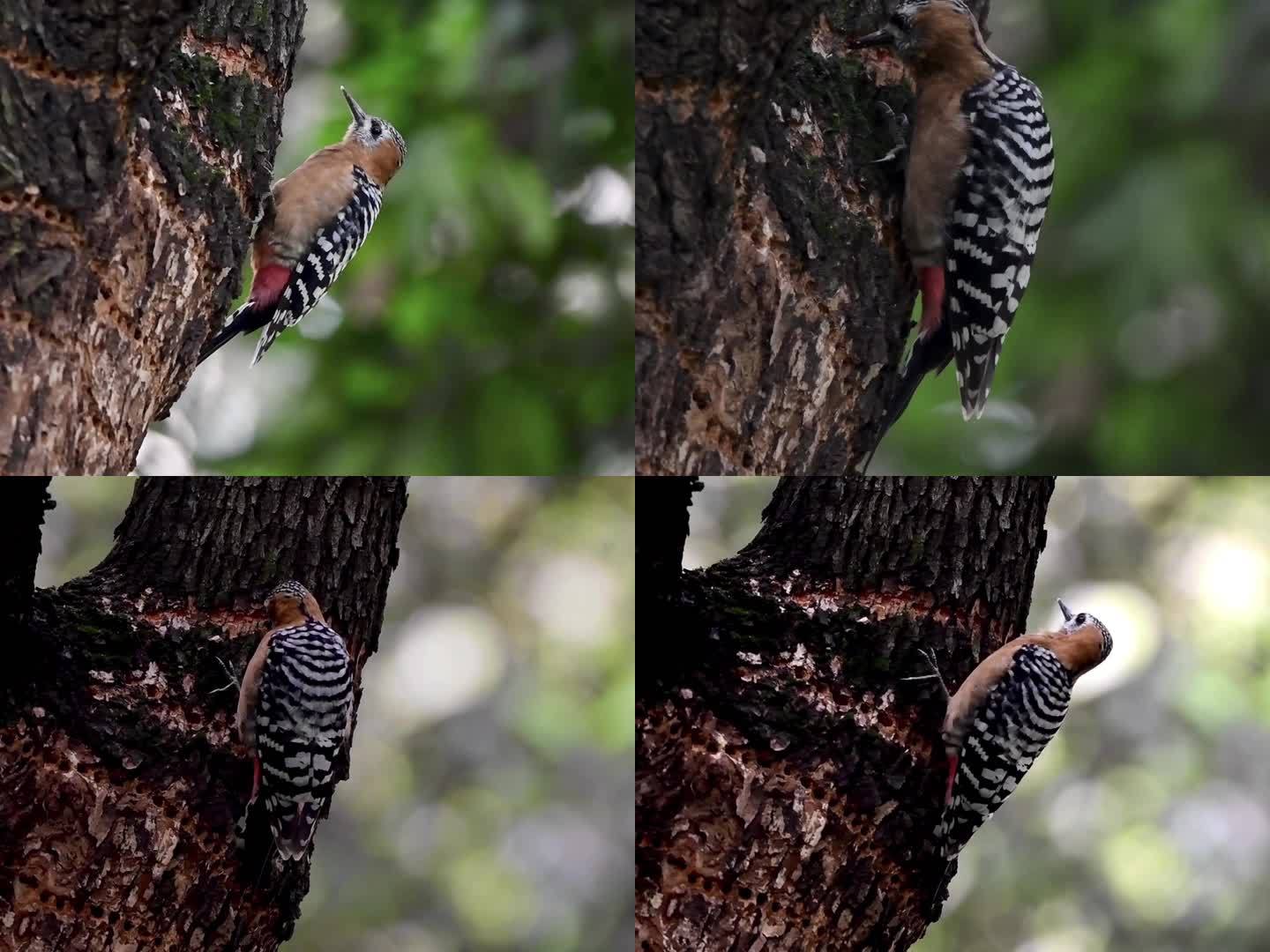 高清实拍棕腹啄木鸟在大树上捉虫全过程