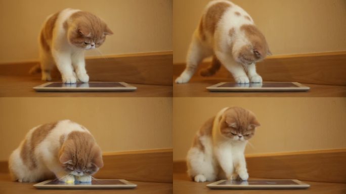可爱的猫玩数字平板电脑