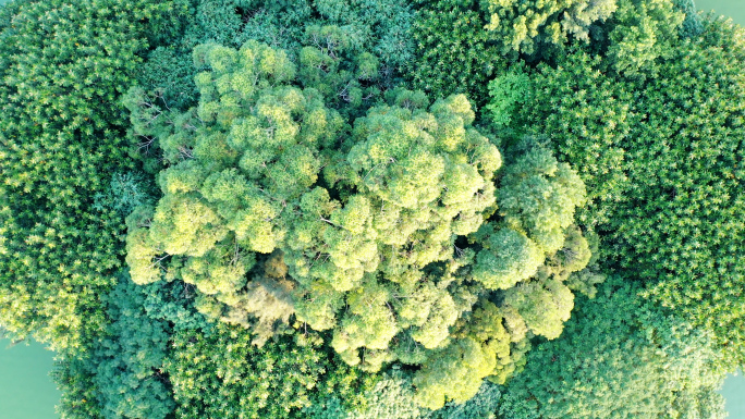 俯拍树林绿色湖面原始森林自然生态小岛植被