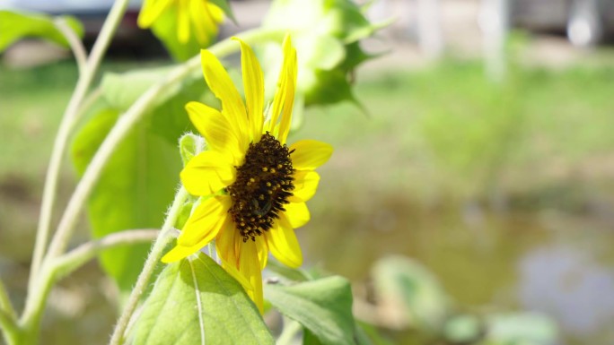 盛放的花朵夏日生态向日葵