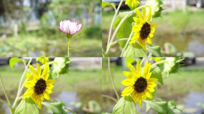 盛放的花朵夏日生态向日葵