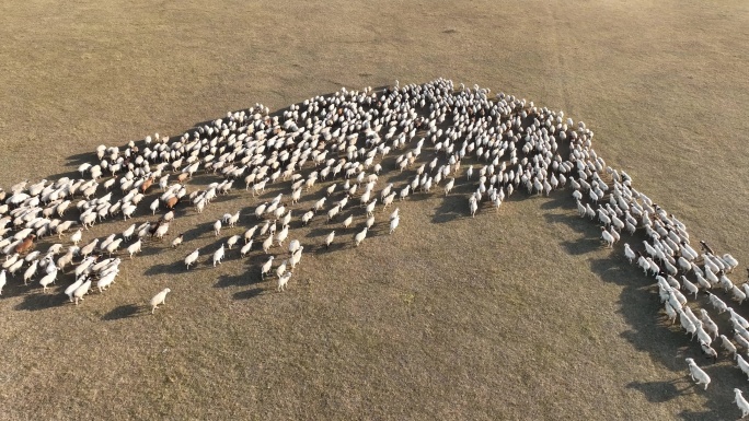 航拍呼伦贝尔秋季牧场羊群