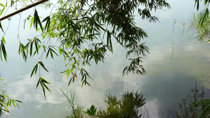 湖边竹林岸边竹子倒影意境空镜