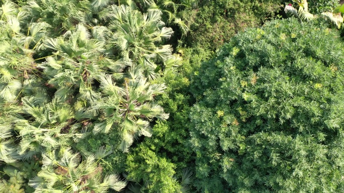 风吹植物绿色植被微风吹树木树林摇晃摇曳