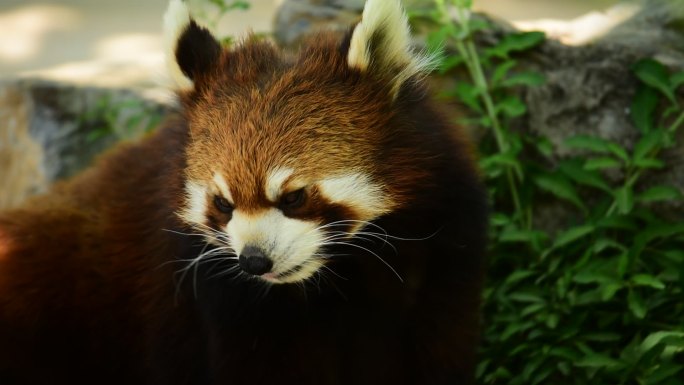 北京野生动物园-小浣熊