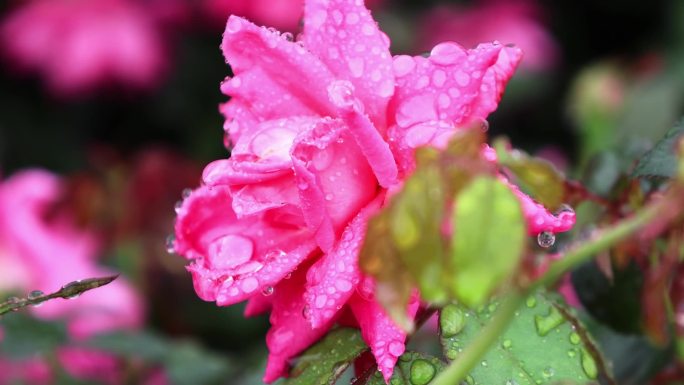 雨后鲜花