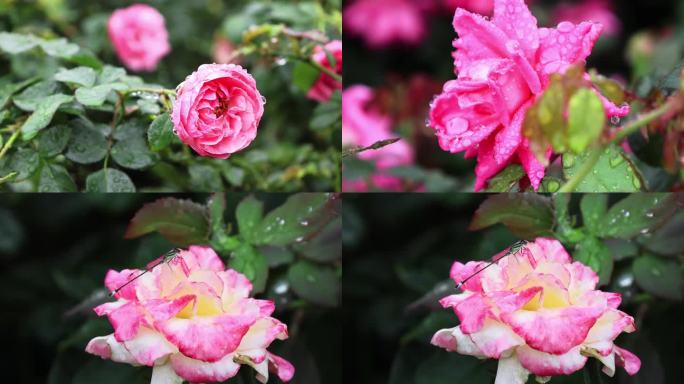 雨后鲜花