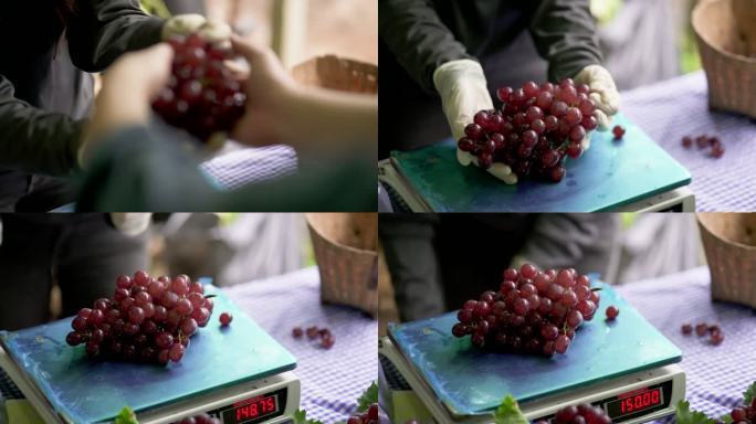 农场工人从他的同事那里收到一束红葡萄，并放在数字秤上称重。