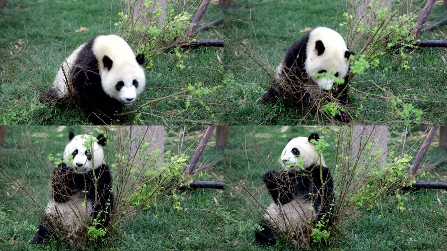 熊猫熊吃树叶大熊猫吃树叶可爱国宝森林草地