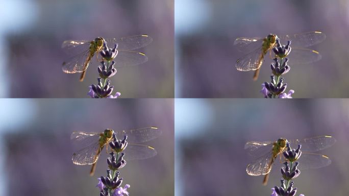紫色紫菜花上的黄色蜻蜓