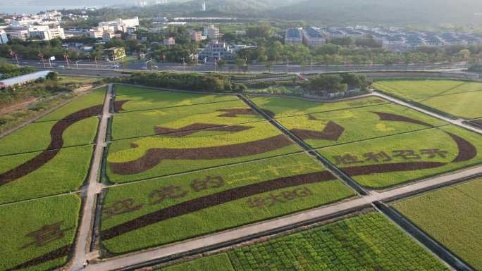 深圳大鹏古城稻田画