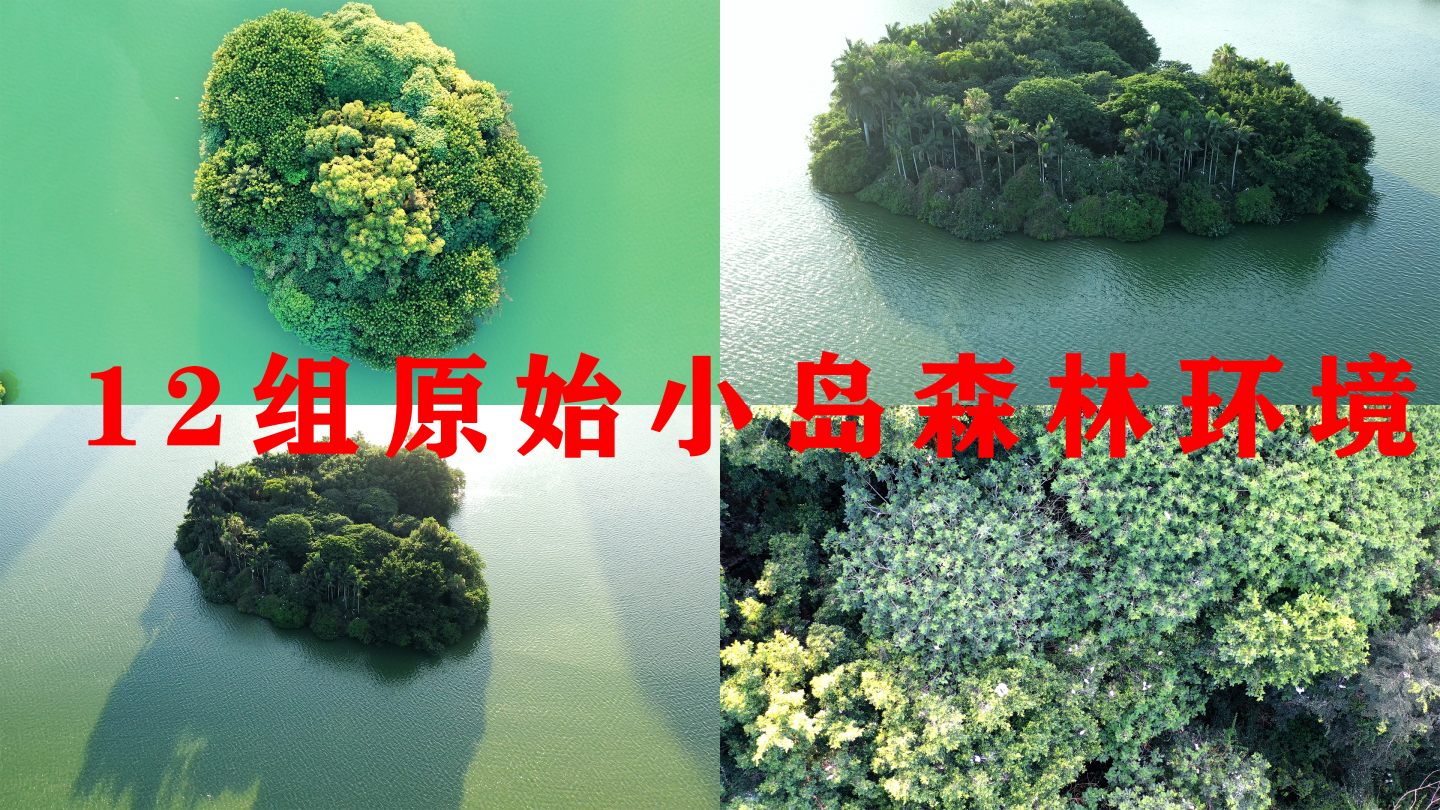 俯拍湖心小岛绿色树林森林飞鸟自然生态环境