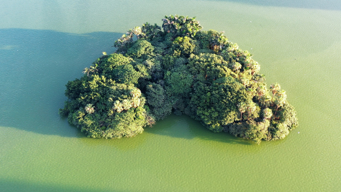 俯拍湖心小岛绿色树林森林飞鸟自然生态环境