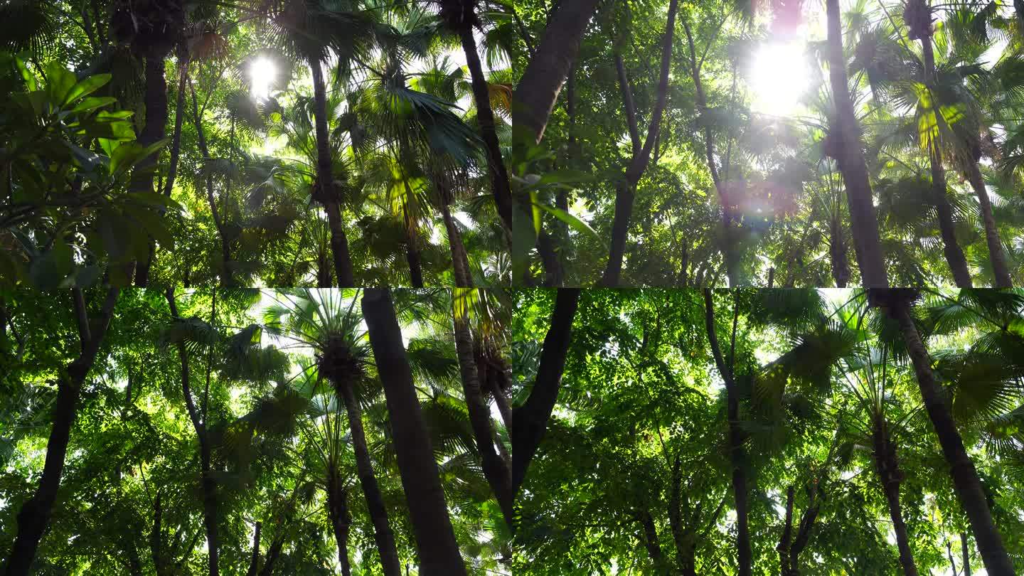 阳光树林里穿行树下树林仰望行走森林阳光