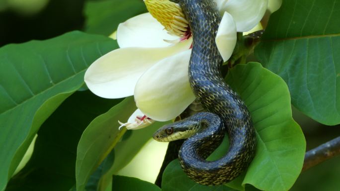 四国岛白玉兰上的日本条纹蛇