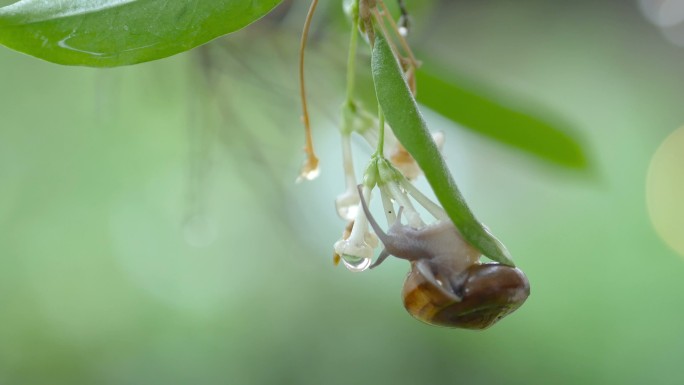 雨天，蜗牛在树叶上