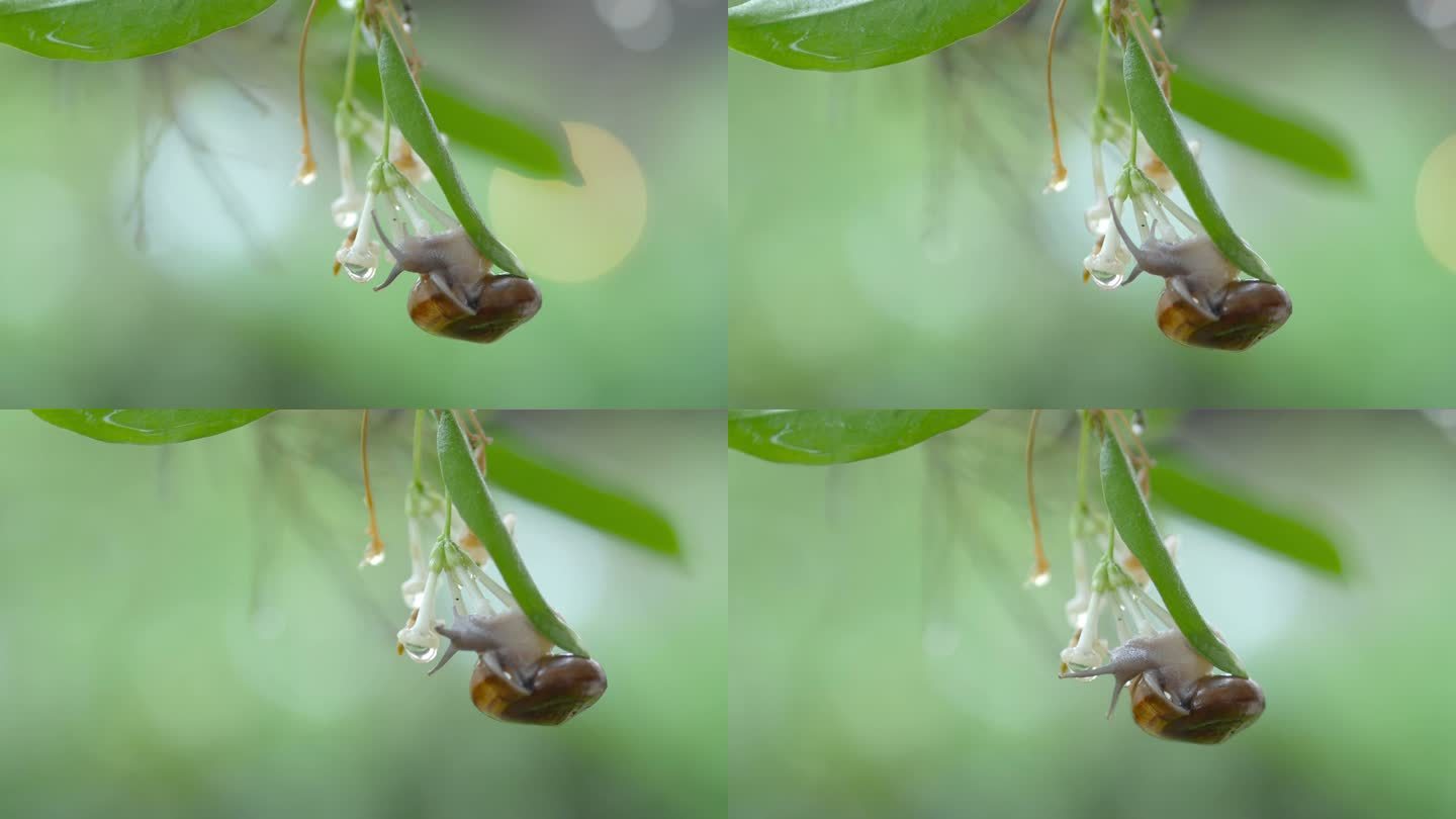 雨天，蜗牛在树叶上