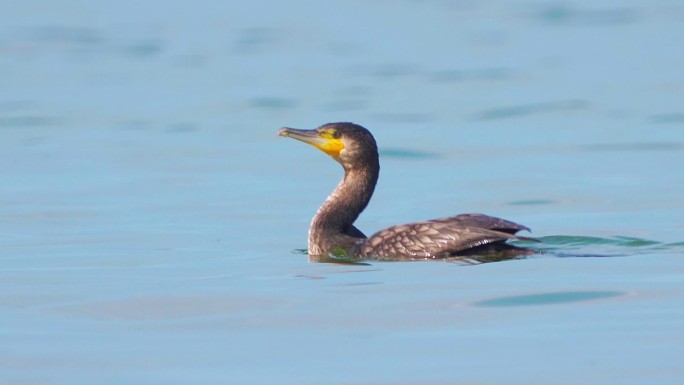 鸟-大鸬鹚（Phalacrocorax carbo）在秋天阳光明媚的一天在大湖中游泳。