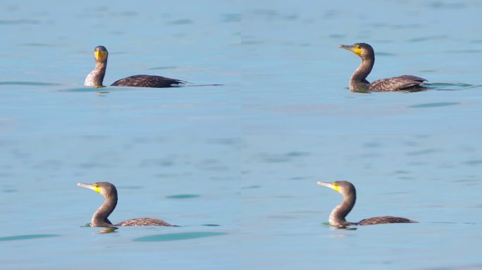 鸟-大鸬鹚（Phalacrocorax carbo）在秋天阳光明媚的一天在大湖中游泳。