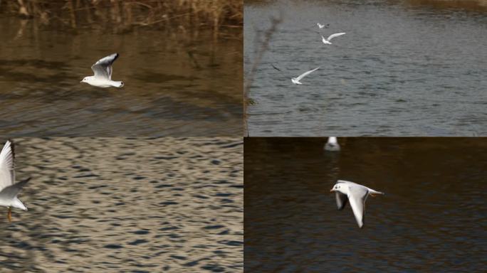升格拍摄海边湿地海鸥飞行捕食慢镜头