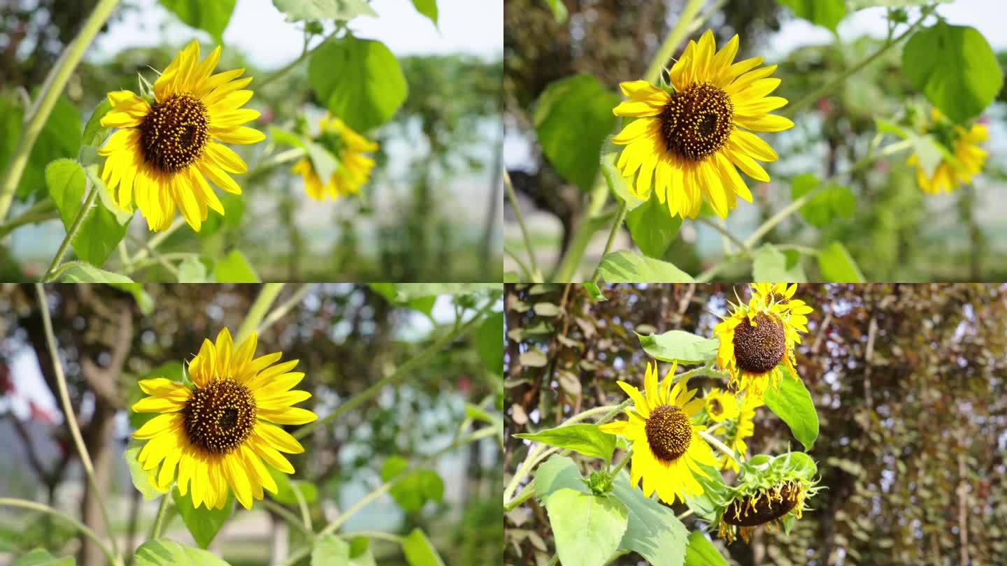 盛放的花朵夏日生态向日葵