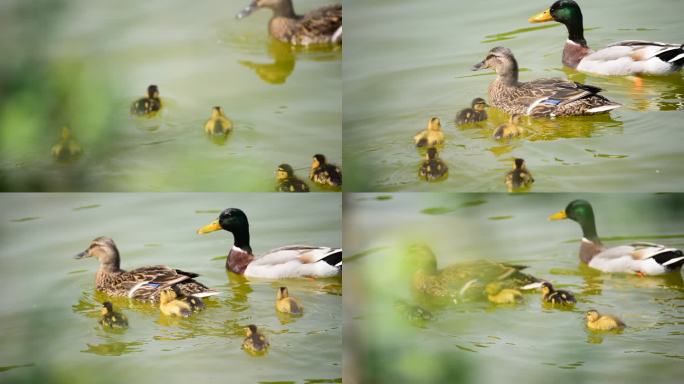 北京野生动物园-鸭妈妈与宝宝