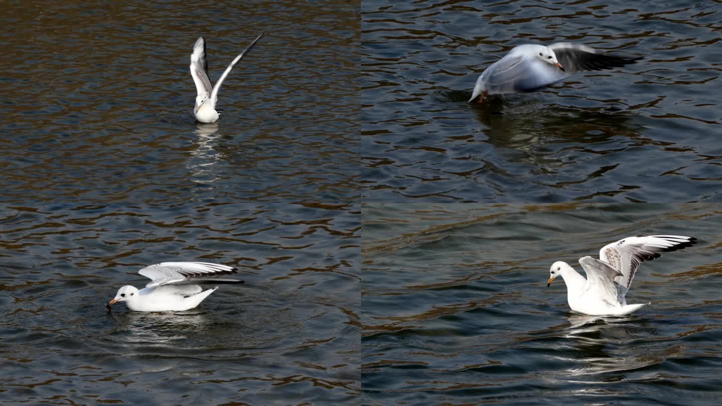升格拍摄海边海鸥飞行捕食慢镜头