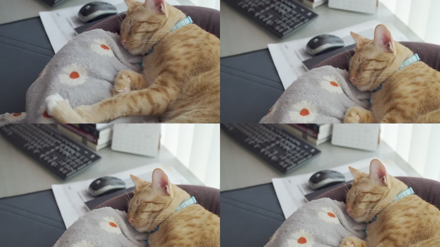 可爱的虎斑猫睡在快乐猫主人家的枕头上。快乐宠物的概念。