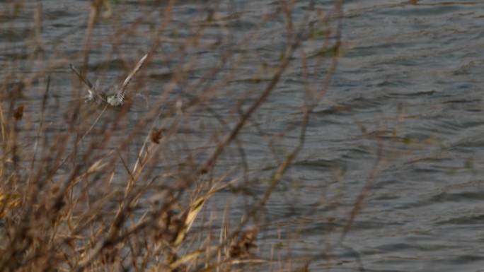 升格拍摄海边湿地海鸥飞行捕食慢镜头