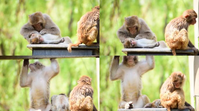 北京野生动物园-快乐的小猴子