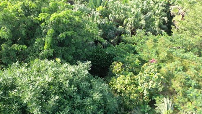 风吹植物绿色植被微风吹树木树林摇晃摇曳