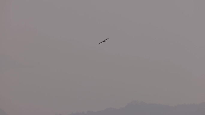 黑耳鸢、鹰击长空、战斗机