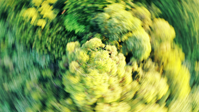 俯拍旋转树林绿色自然生态森林背景转场素材