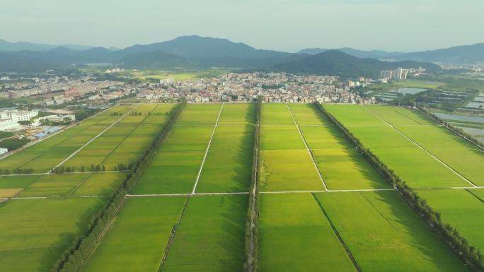 生态农业稻田航拍