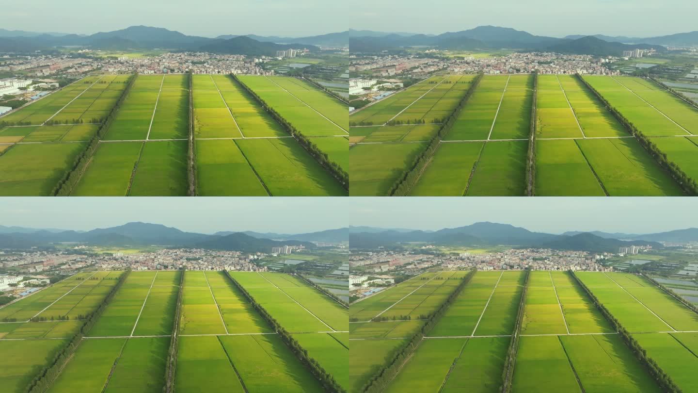 生态农业稻田航拍