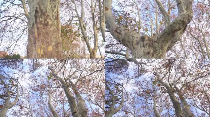 秋天梧桐树，梧桐，秋天梧桐树林，人文