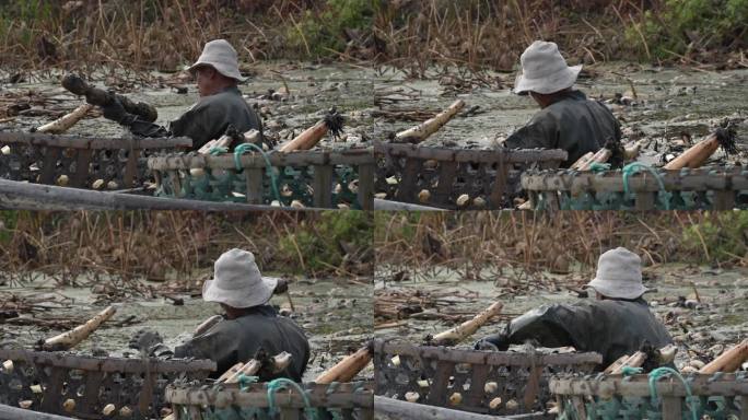 洪湖莲藕 藕汤 摘藕 湖北莲藕 藕农